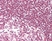Anti Rat CD45RA (B Cells Only) Antibody, clone OX-33 thumbnail image 7