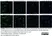 Anti Rat CD45RA (B Cells Only) Antibody, clone OX-33 thumbnail image 7