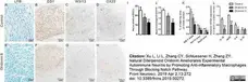 Anti Rat CD45RC Antibody, clone OX-22 gallery image 3