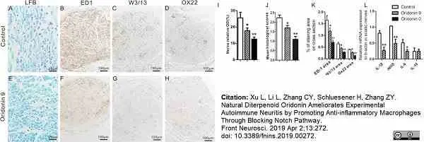 Anti Rat CD45RC Antibody, clone OX-22 gallery image 3