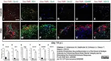 Anti Rat CD45RC Antibody, clone OX-22 gallery image 4