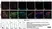 Anti Rat CD45RC Antibody, clone OX-22 thumbnail image 4