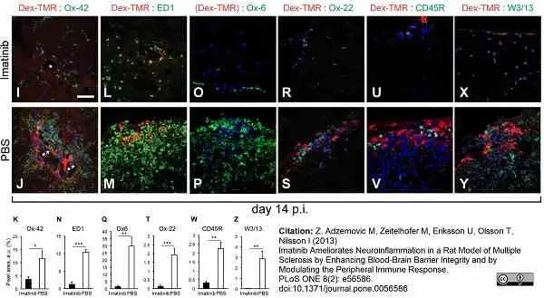 Anti Rat CD45RC Antibody, clone OX-22 gallery image 4