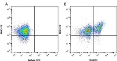Anti Rat CD5 Antibody, clone OX-19 gallery image 1
