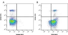 Anti Rat CD54 Antibody, clone 1A29 gallery image 1