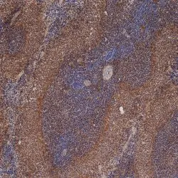 Anti Rat CD54 Antibody, clone 1A29 gallery image 2