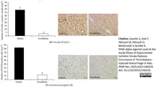 Anti Rat CD54 Antibody, clone 1A29 gallery image 6