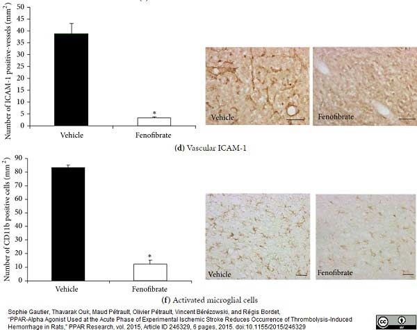 Anti Rat CD54 Antibody, clone 1A29 thumbnail image 6