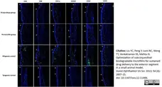 Anti Rat CD54 Antibody, clone 1A29 gallery image 7