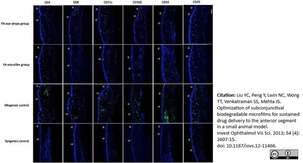 Anti Rat CD54 Antibody, clone 1A29 gallery image 7