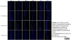 Anti Rat CD54 Antibody, clone 1A29 gallery image 8