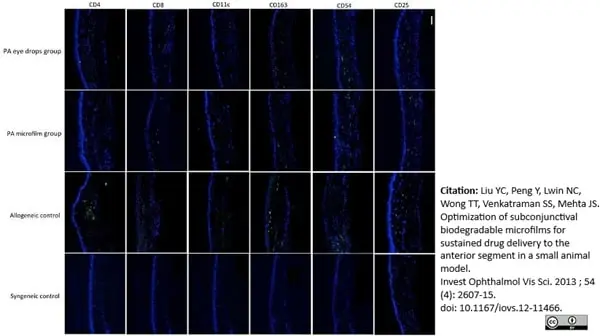 Anti Rat CD54 Antibody, clone 1A29 gallery image 8