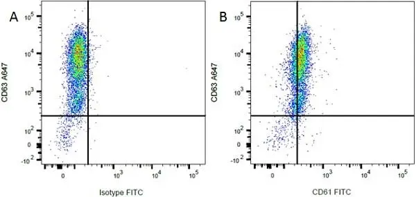Anti Rat CD61 Antibody, clone F11 gallery image 3