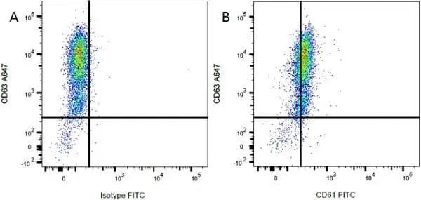 Anti Rat CD63 Antibody, clone AD1 gallery image 4