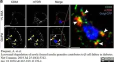 Anti Rat CD63 Antibody, clone AD1 gallery image 5