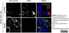 Anti Rat CD63 Antibody, clone AD1 gallery image 6