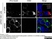 Anti Rat CD63 Antibody, clone AD1 thumbnail image 6