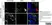 Anti Rat CD63 Antibody, clone AD1 thumbnail image 6