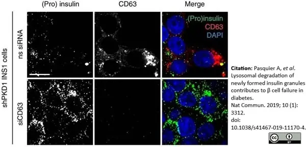 Anti Rat CD63 Antibody, clone AD1 gallery image 6