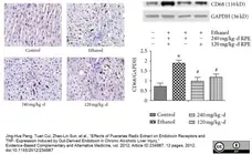 Anti Rat CD68 Antibody, clone ED1 gallery image 10