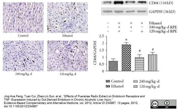 Anti Rat CD68 Antibody, clone ED1 gallery image 10