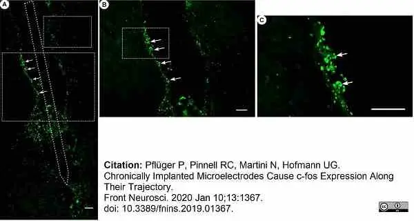 Anti Rat CD68 Antibody, clone ED1 gallery image 100