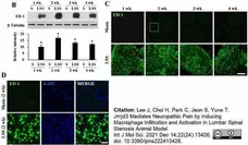 Anti Rat CD68 Antibody, clone ED1 gallery image 101