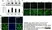 Anti Rat CD68 Antibody, clone ED1 thumbnail image 101