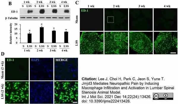 Anti Rat CD68 Antibody, clone ED1 gallery image 101