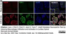 Anti Rat CD68 Antibody, clone ED1 gallery image 102
