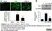 Anti Rat CD68 Antibody, clone ED1 thumbnail image 103