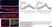Anti Rat CD68 Antibody, clone ED1 thumbnail image 104