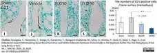 Anti Rat CD68 Antibody, clone ED1 gallery image 105
