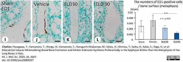 Anti Rat CD68 Antibody, clone ED1 gallery image 105