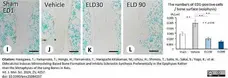Anti Rat CD68 Antibody, clone ED1 gallery image 106