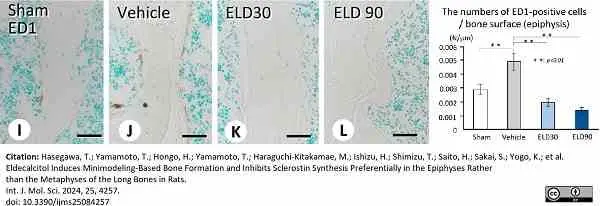 Anti Rat CD68 Antibody, clone ED1 gallery image 106