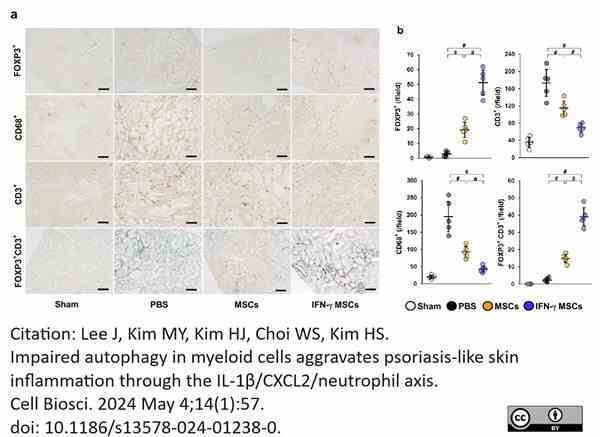 Anti Rat CD68 Antibody, clone ED1 gallery image 107