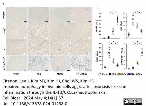 Anti Rat CD68 Antibody, clone ED1 gallery image 107