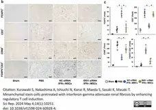 Anti Rat CD68 Antibody, clone ED1 gallery image 108