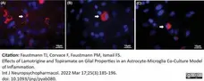 Anti Rat CD68 Antibody, clone ED1 gallery image 110