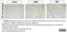 Anti Rat CD68 Antibody, clone ED1 gallery image 111