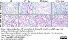 Anti Rat CD68 Antibody, clone ED1 gallery image 112