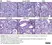 Anti Rat CD68 Antibody, clone ED1 thumbnail image 113