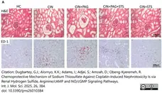 Anti Rat CD68 Antibody, clone ED1 gallery image 114