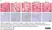 Anti Rat CD68 Antibody, clone ED1 thumbnail image 114