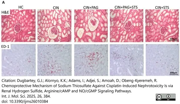 Anti Rat CD68 Antibody, clone ED1 gallery image 114