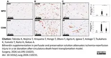 Anti Rat CD68 Antibody, clone ED1 gallery image 118