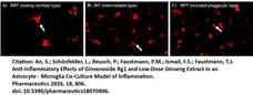 Anti Rat CD68 Antibody, clone ED1 gallery image 119
