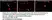 Anti Rat CD68 Antibody, clone ED1 thumbnail image 119