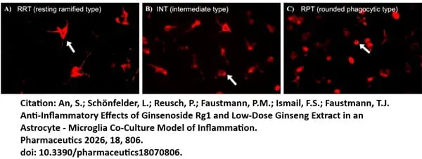 Anti Rat CD68 Antibody, clone ED1 gallery image 119